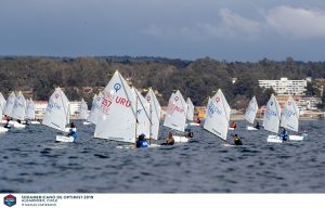 Velero algarrobo